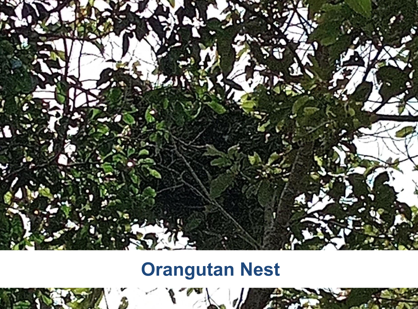 A screenshot of the Survey123 application